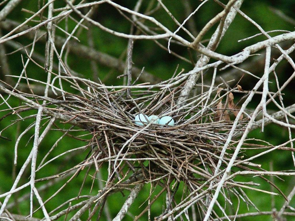Green Heron Nest No 17.5 2nd clutch 20160515 by Kenneth Cole Schneider is licensed under CC BY-NC-ND 2.0.